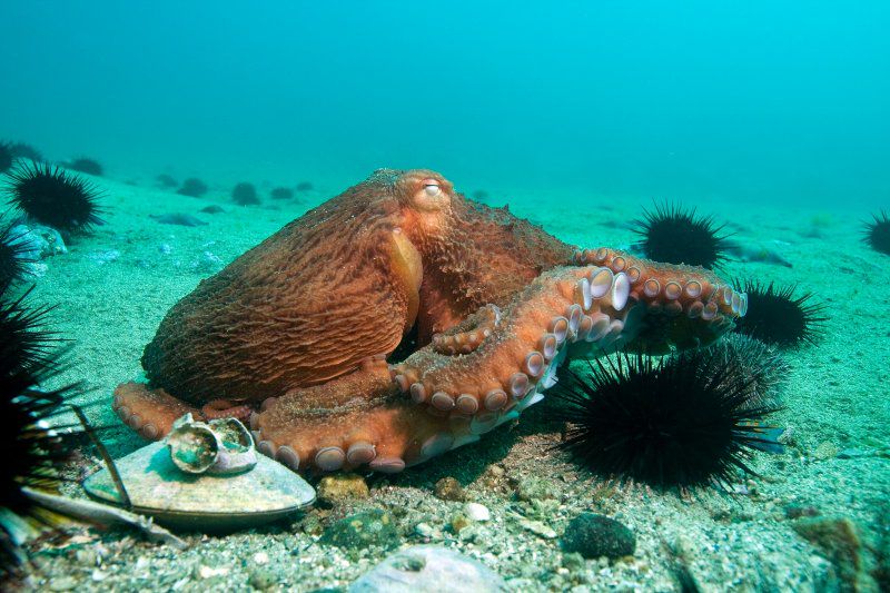 выставка «Морские жители Земли Леопарда»