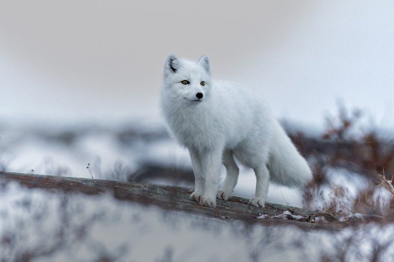 выставка «Тундра. Жизнь на бескрайних просторах»