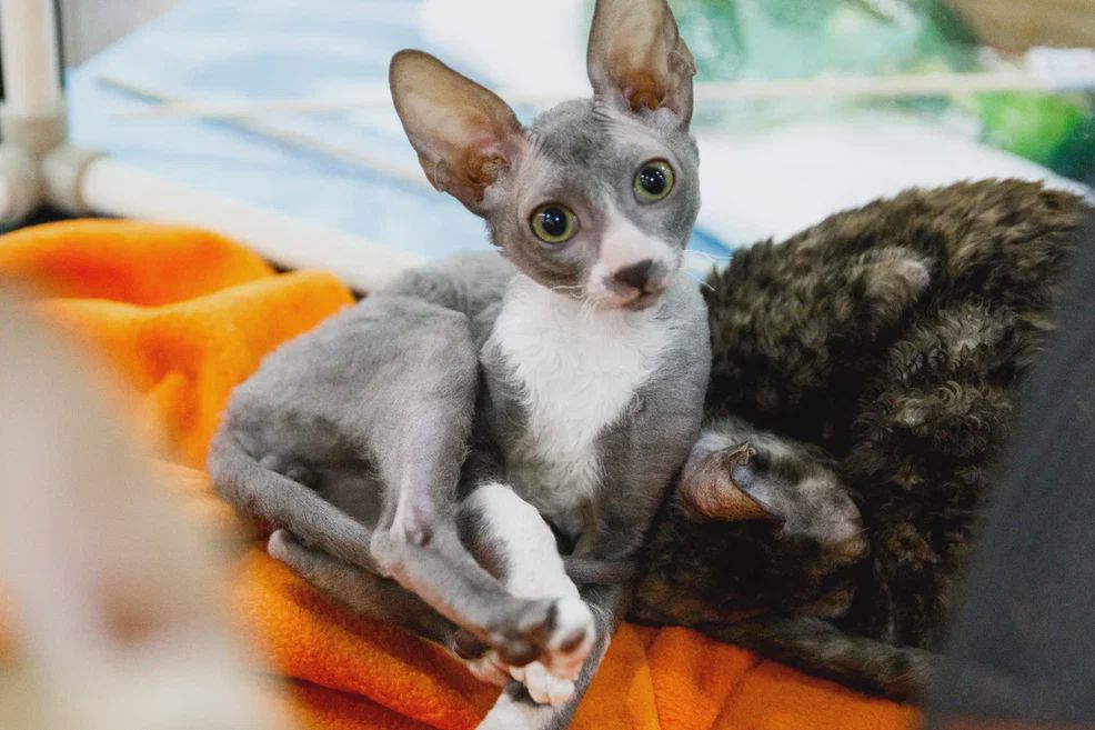 Фестиваль ЗООФЕСТ ЭКО фото 1