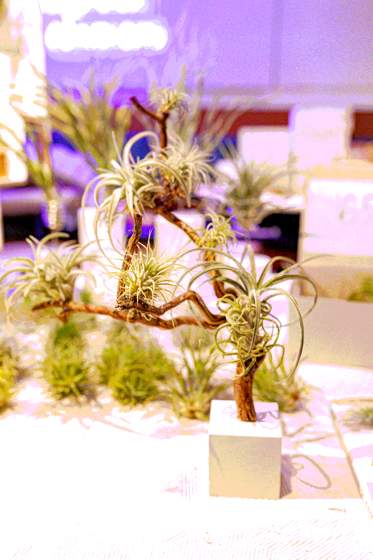 Фестиваль ЗООФЕСТ ЭКО фото 5