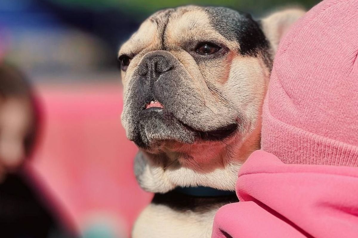 Парад французских бульдогов