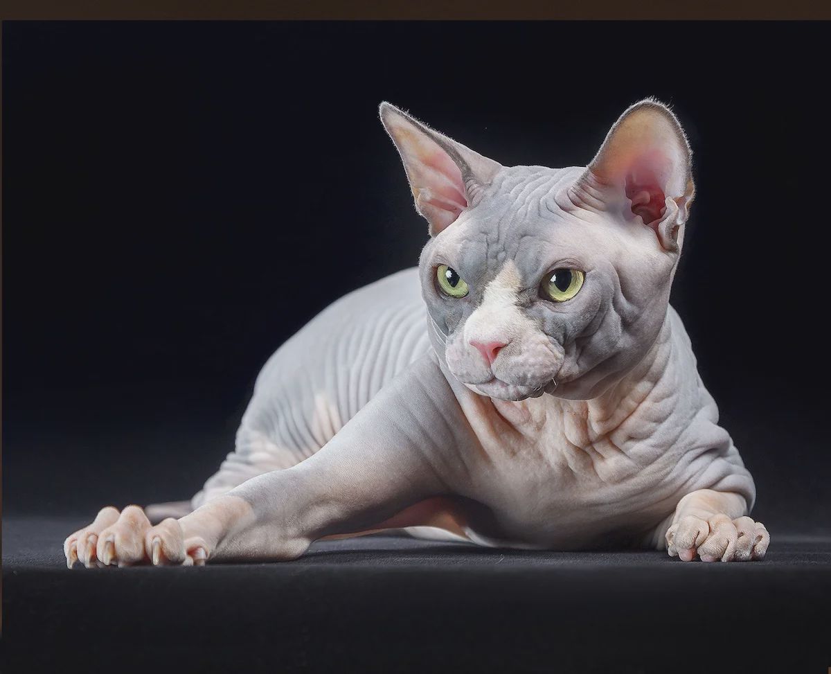 Фестиваль ЗООФЕСТ ЭКО фото 10