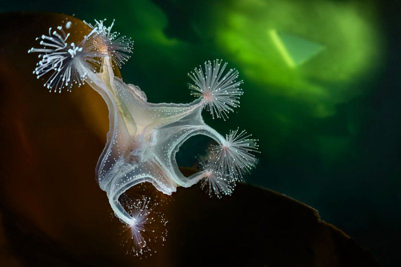 Фестиваль «Дикий подводный мир» фото 4