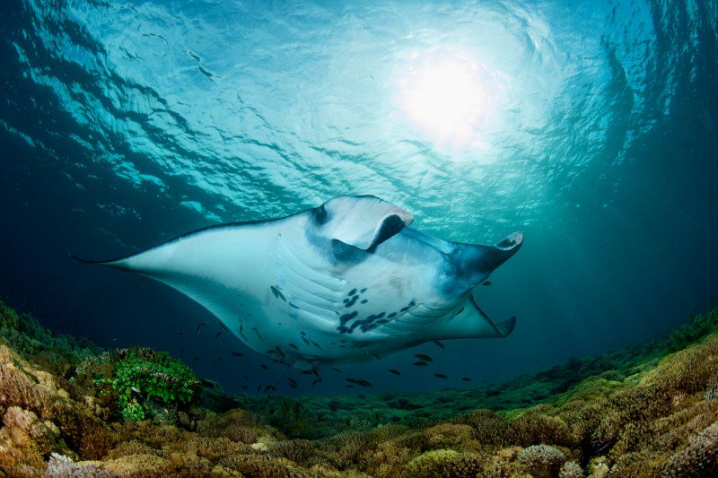 Фестиваль «Дикий подводный мир» фото 8