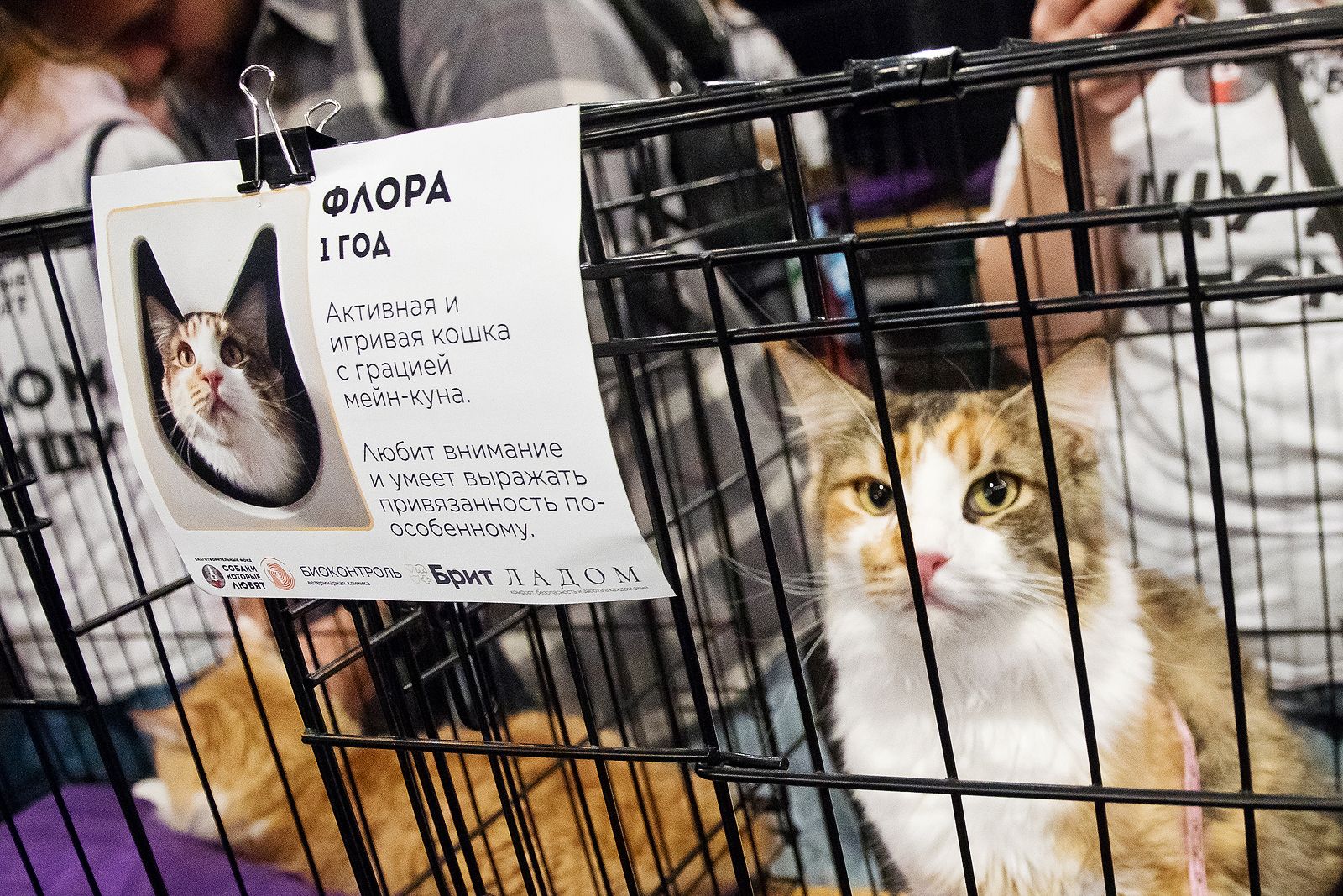 благотворительный фестиваль «Собаки, которые любят… И котики!»