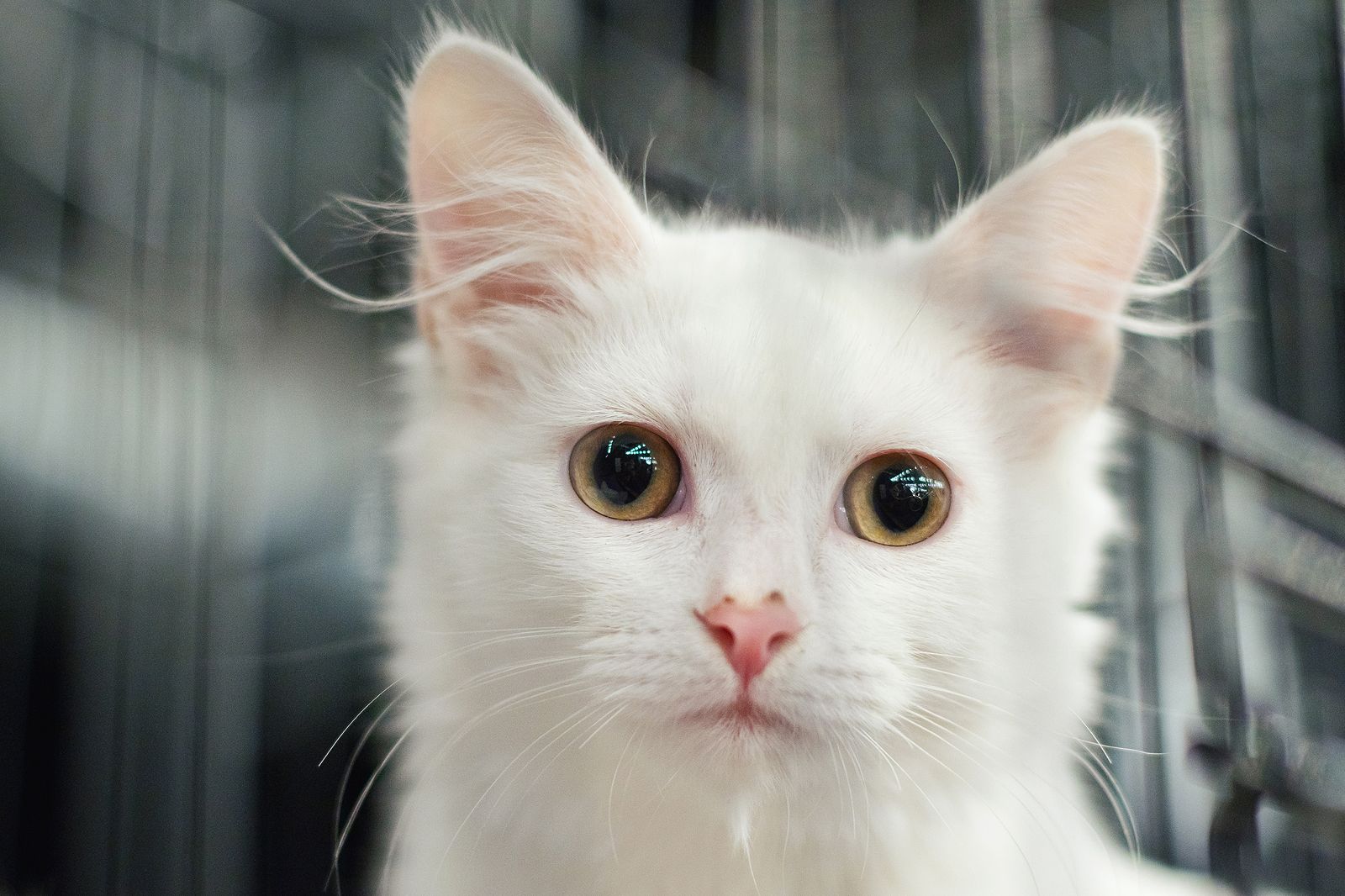 благотворительный фестиваль «Собаки, которые любят… И котики!»