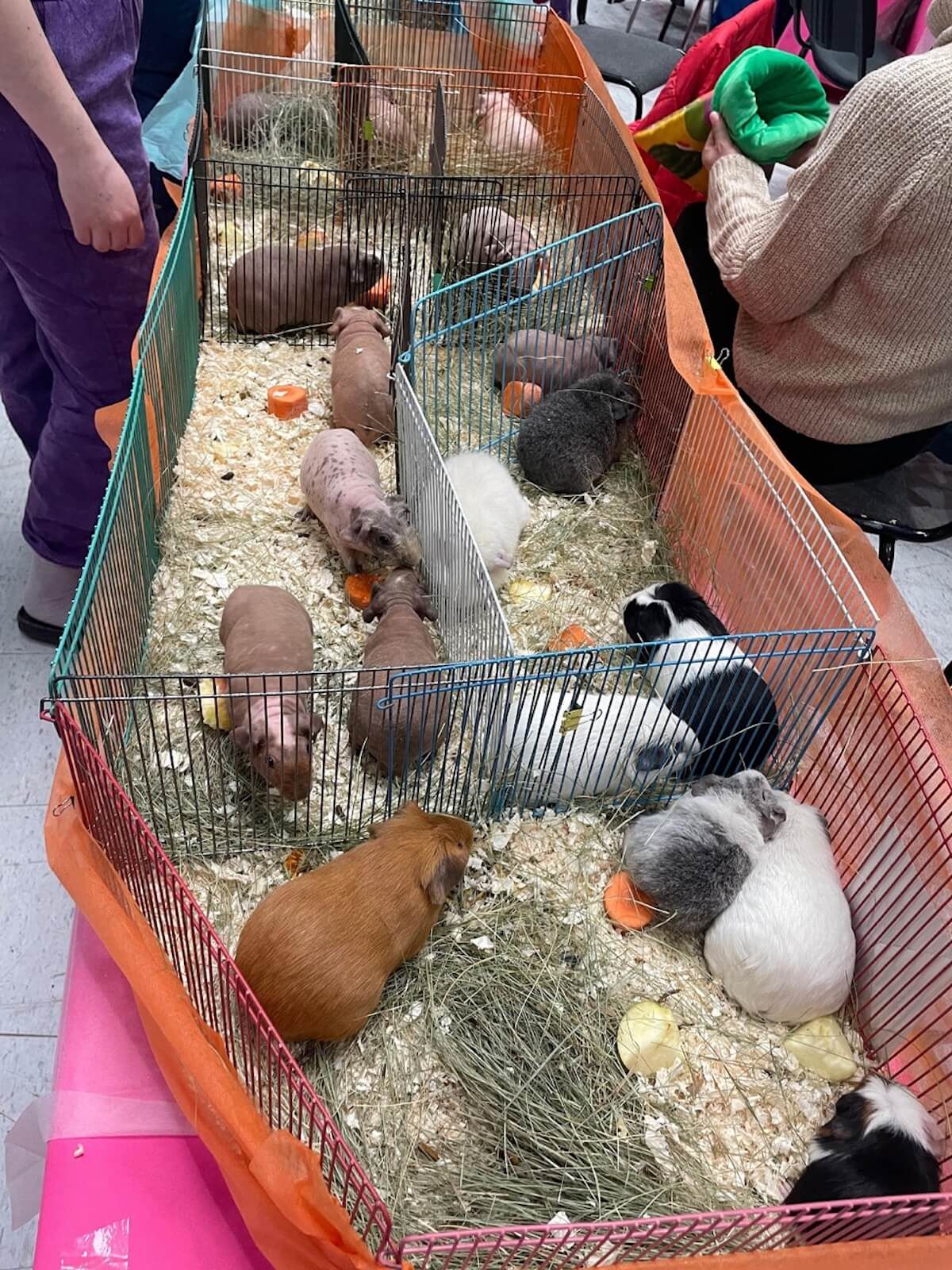 Фестиваль ЗООФЕСТ ЭКО фото 9