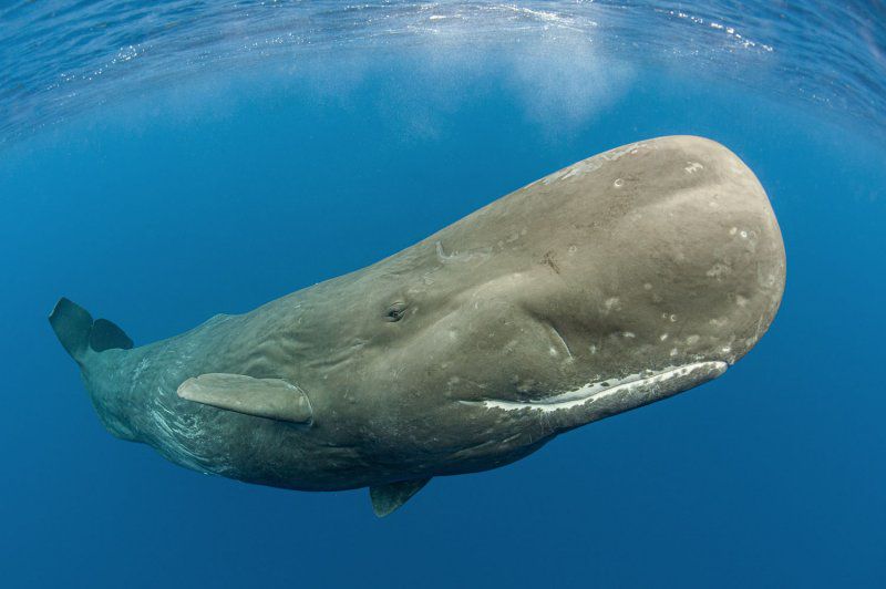 Фестиваль «Дикий подводный мир» фото 7