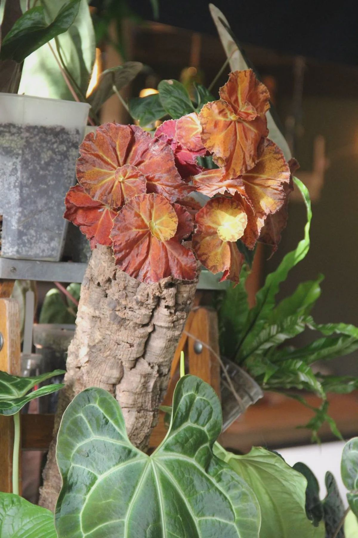 Фестиваль ЗООФЕСТ ЭКО фото 4