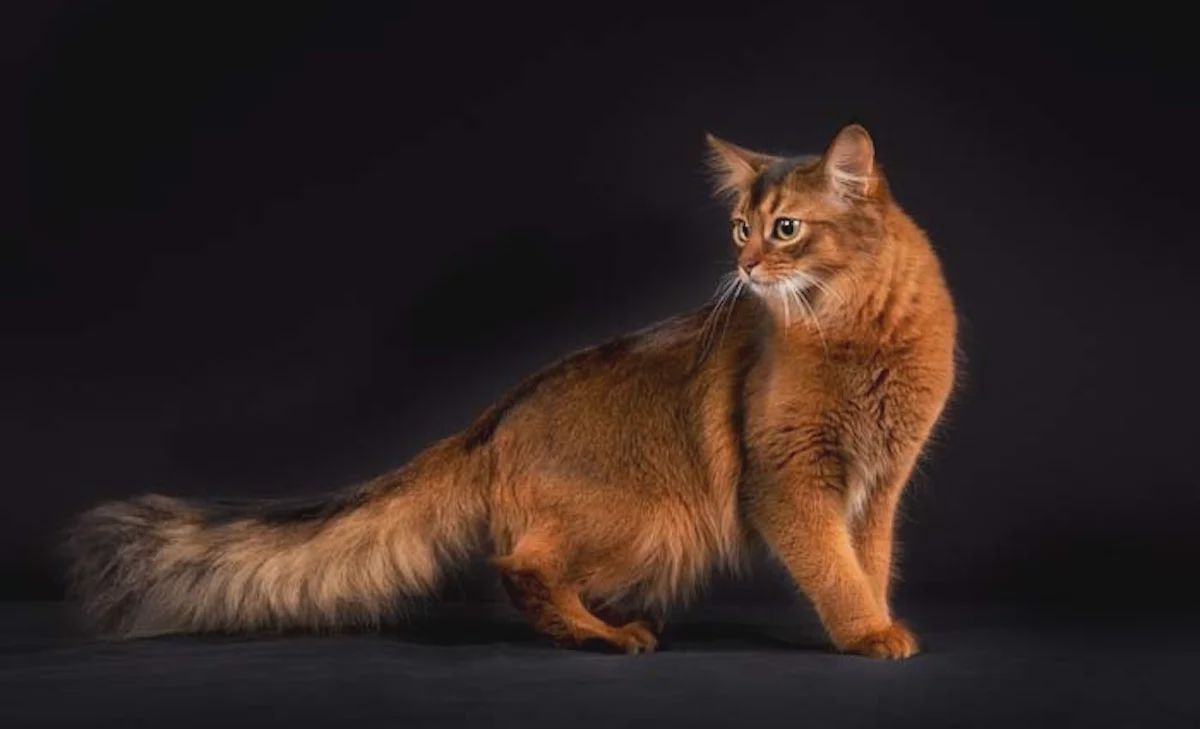 Фестиваль ЗООФЕСТ ЭКО фото 3