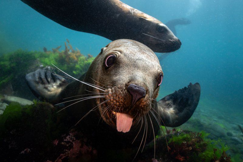 Фестиваль «Дикий подводный мир» фото 2