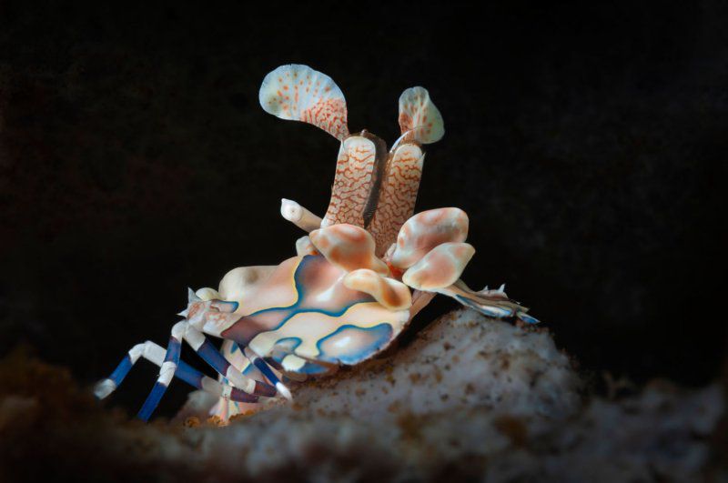 Фестиваль «Дикий подводный мир» фото 5