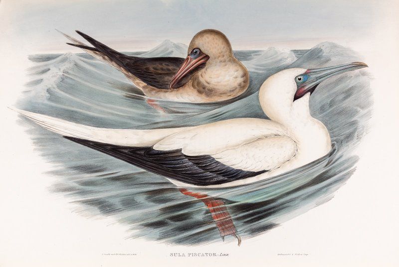 Выставка «Птицы-рыболовы» фото 1