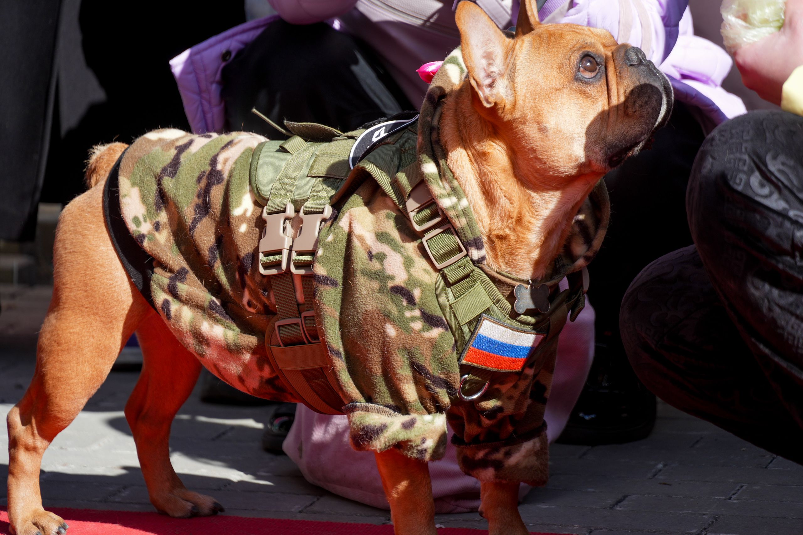 Парад французских бульдогов