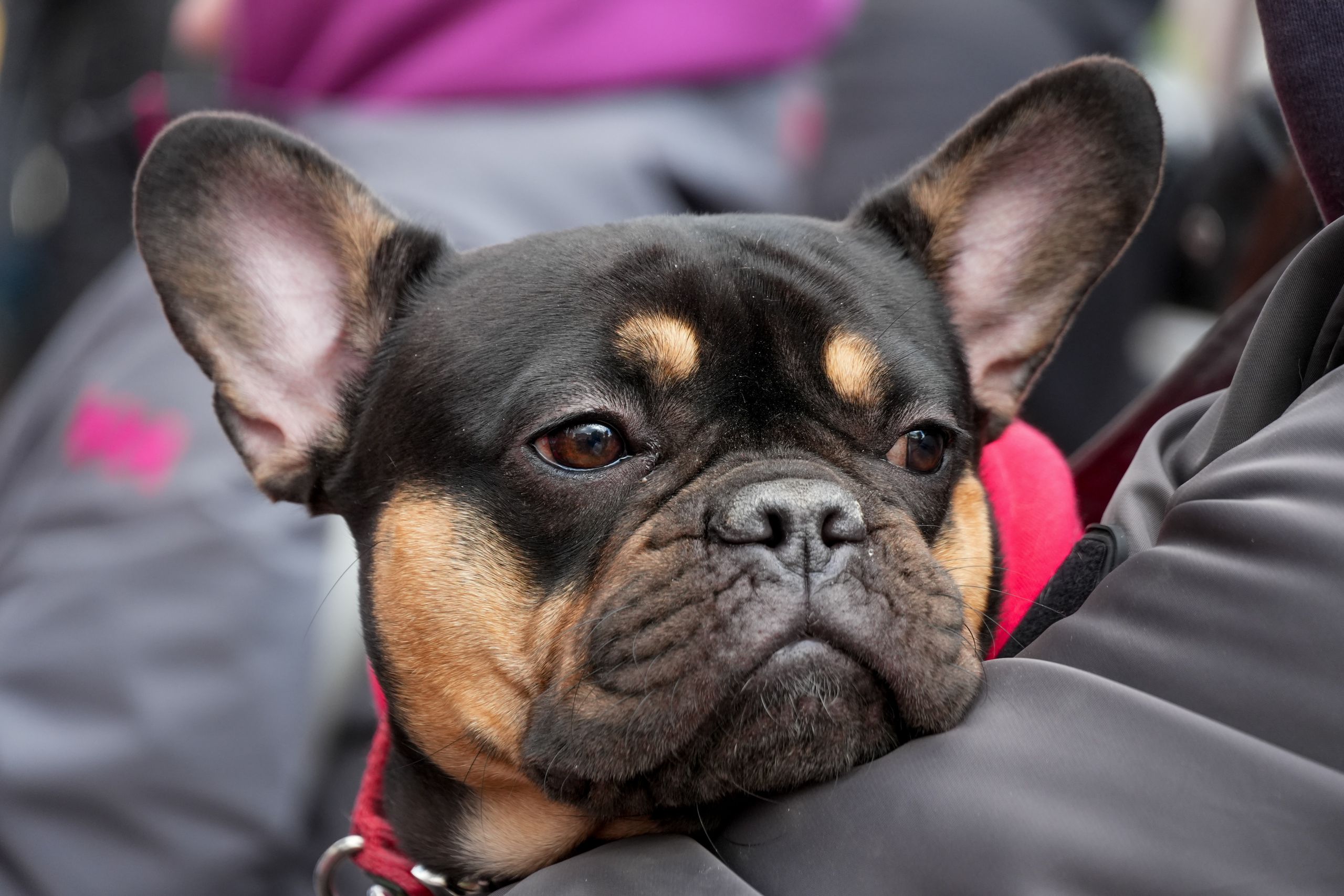 Парад французских бульдогов
