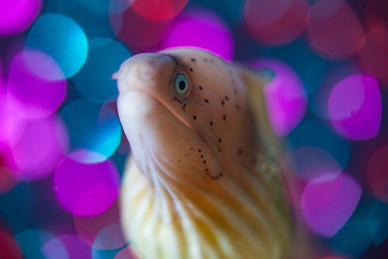 Фестиваль «Дикий подводный мир» фото 6