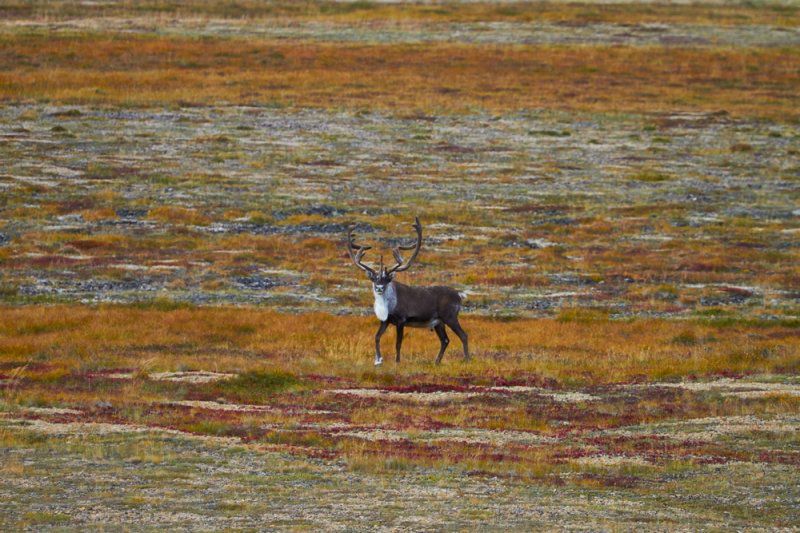 выставка «Тундра. Жизнь на бескрайних просторах»