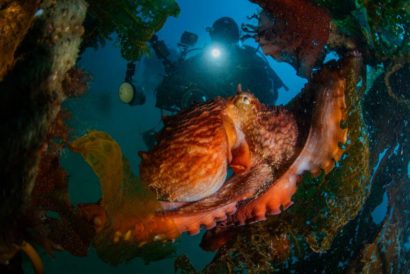 Фестиваль «Дикий подводный мир» фото 3