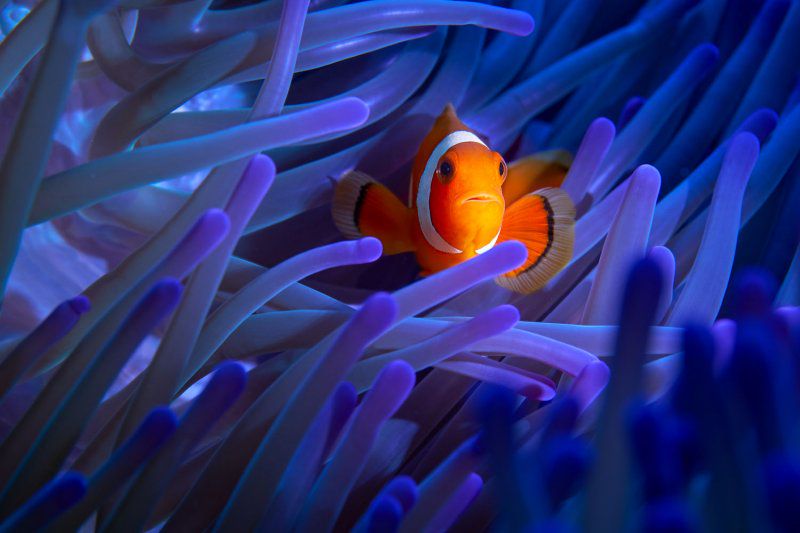 Фестиваль «Дикий подводный мир» фото 1