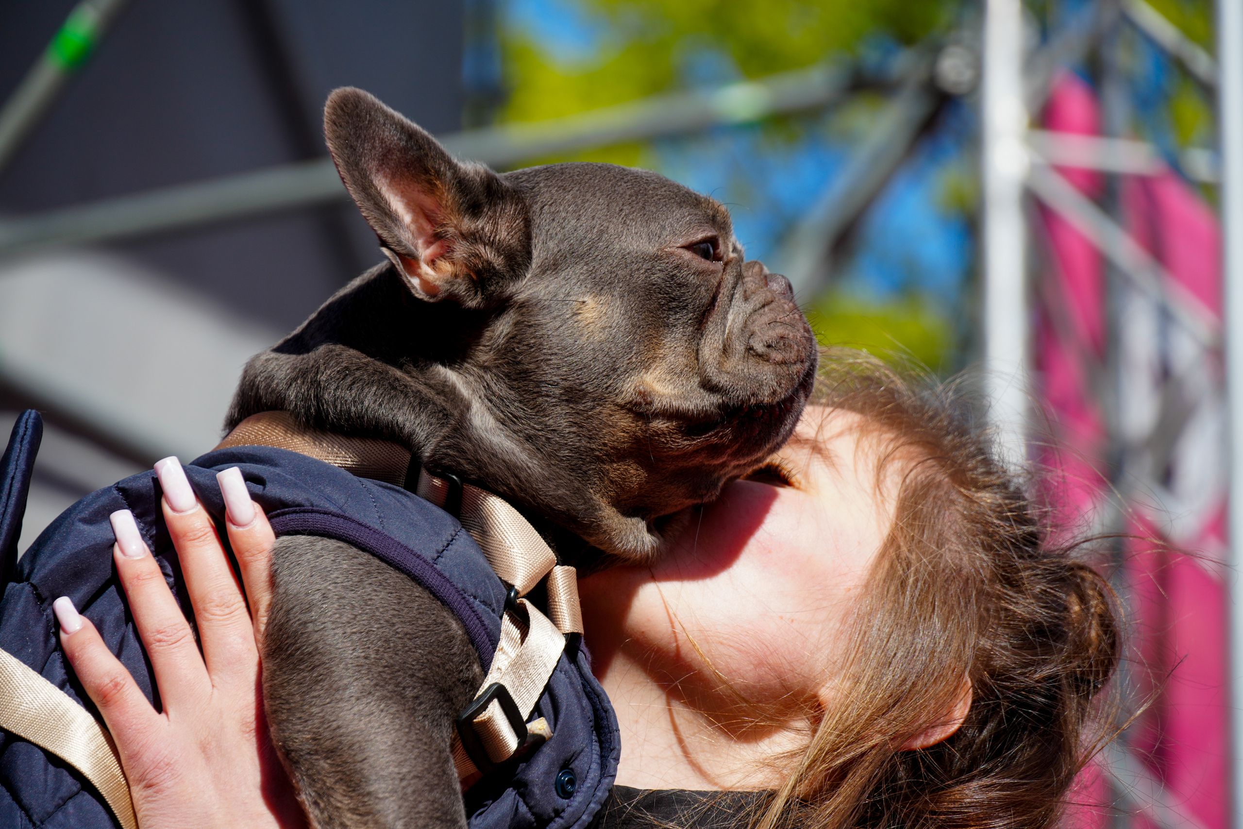 Парад французских бульдогов