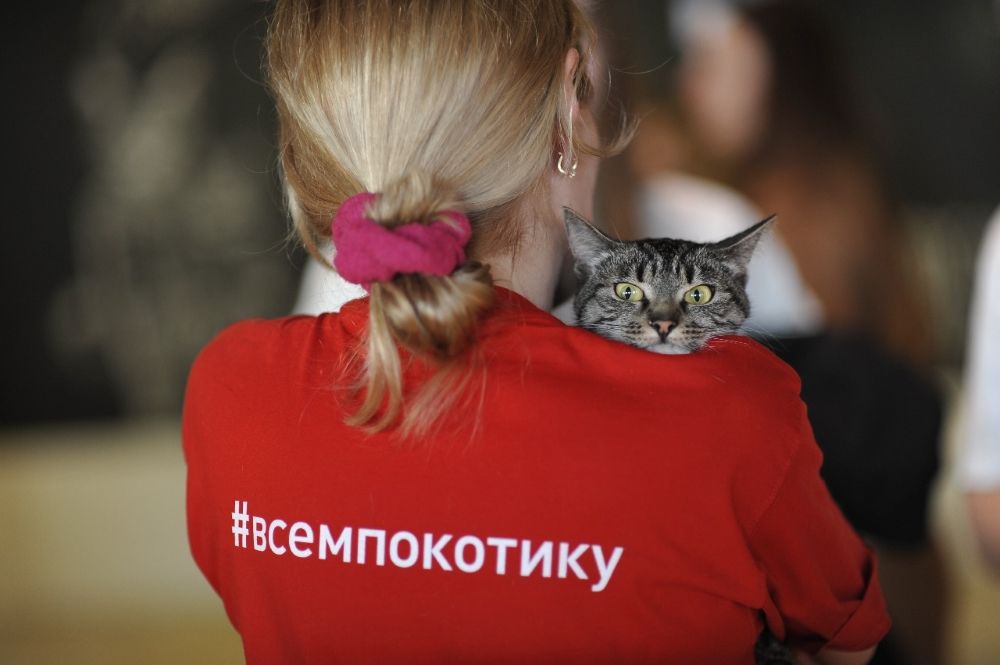 выставка-пристройство кошек из приютов #Всемпокотику