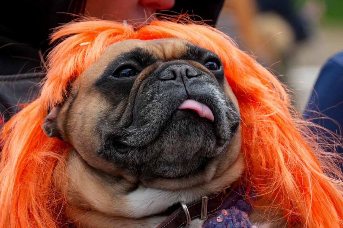 Парад французских бульдогов