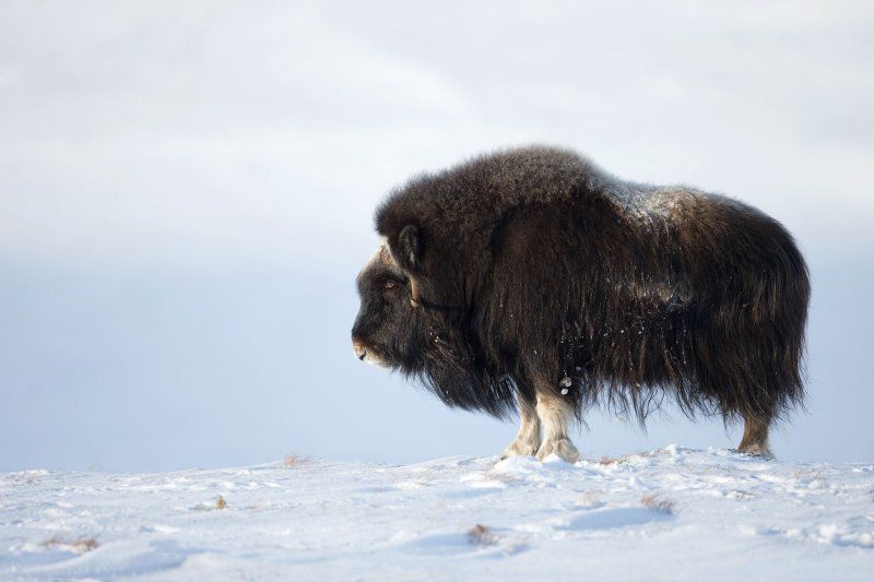 выставка «Тундра. Жизнь на бескрайних просторах»