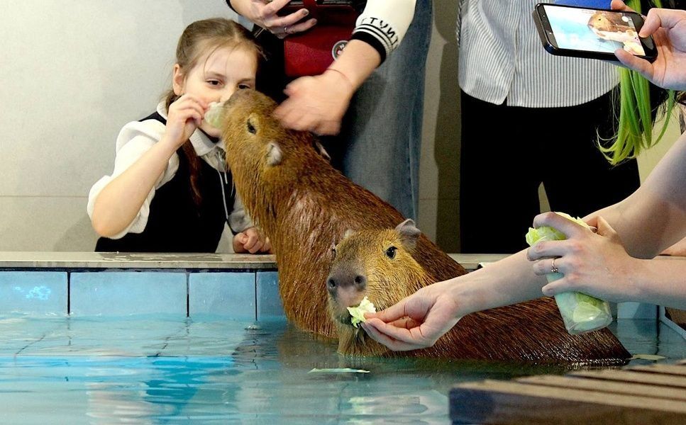 Зоокафе «Бар Капибар»