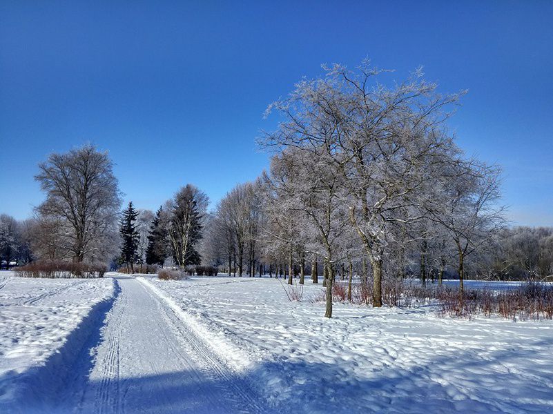 Южно-Приморский парк в Санкт-Петербурге